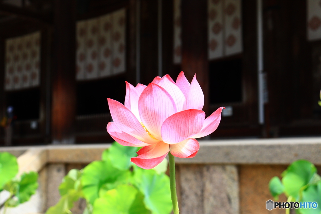 唐招提寺の蓮　１