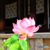 唐招提寺の蓮　１