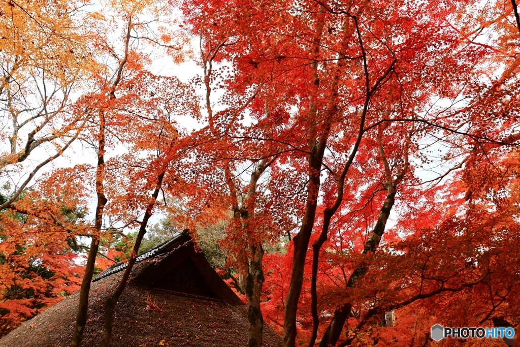 水谷茶屋の紅葉　３
