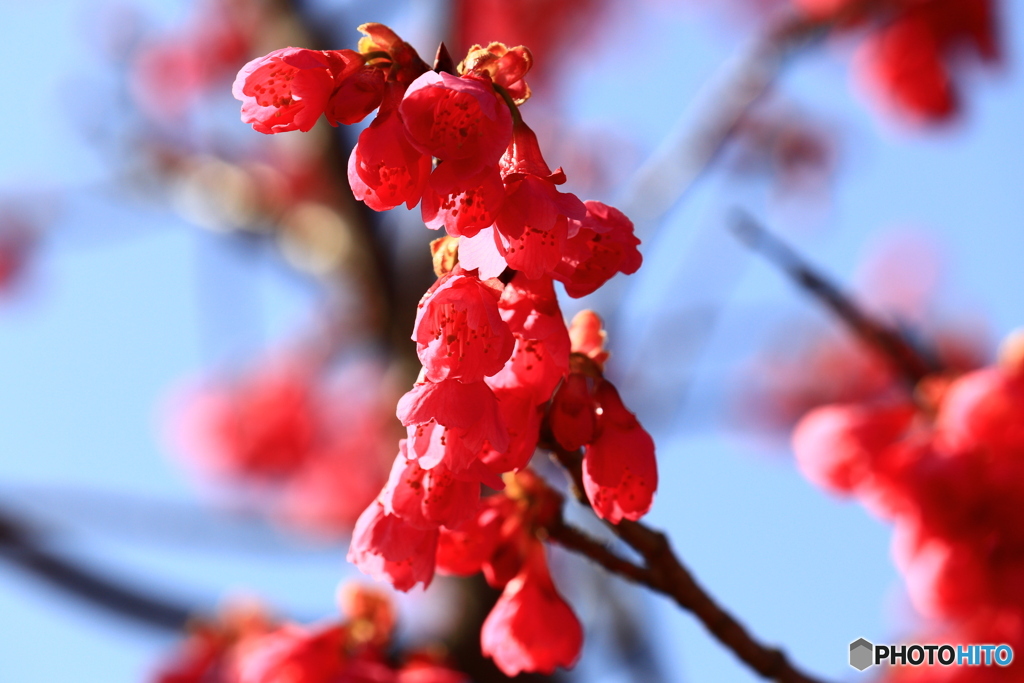 寒緋桜