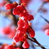 寒緋桜