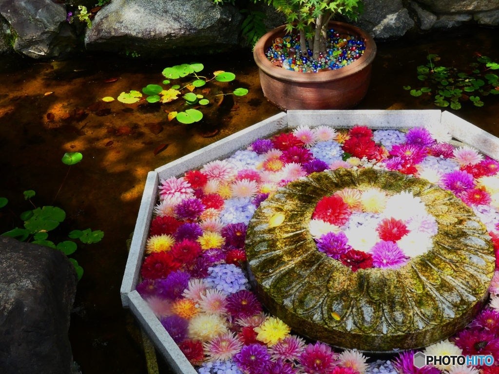 華の池ー２