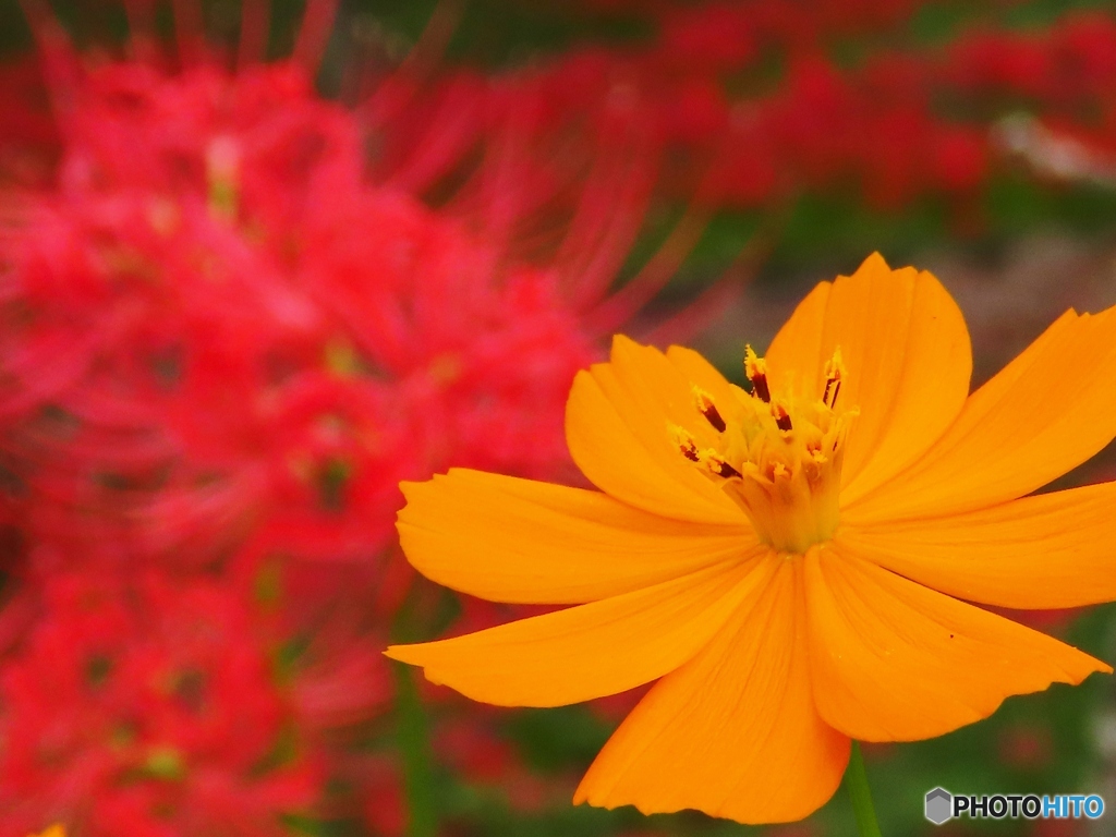 黄花秋桜と曼珠沙華