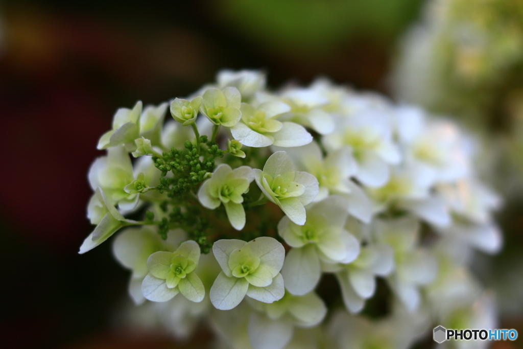 紫陽花の季節に・・・　４