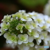 紫陽花の季節に・・・　４