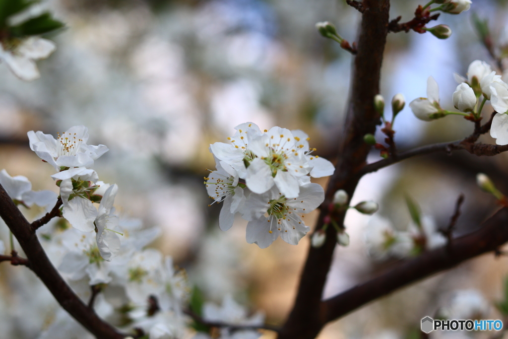 李（すもも）の花