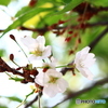 まだ、桜が残っていました・・・