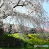 又兵衛桜（本郷の瀧桜）ー３