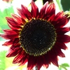 紅い向日葵ー２