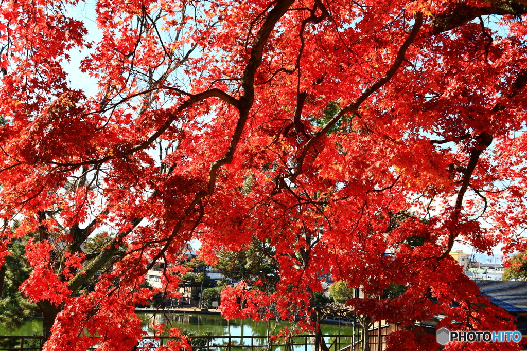 今年最後の紅葉