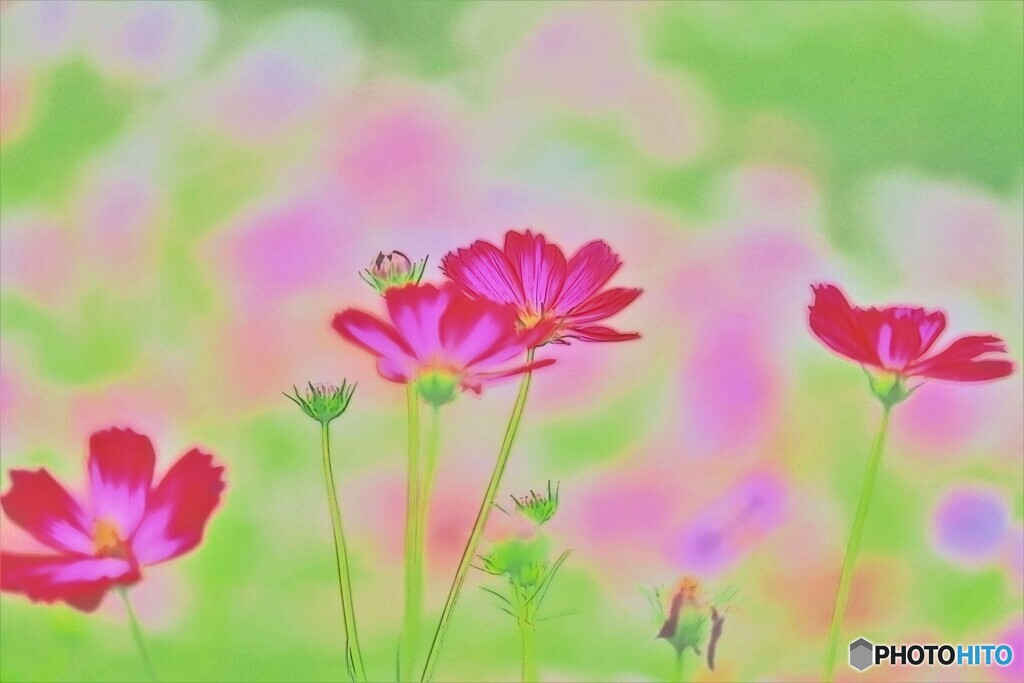 アートな秋桜ー２