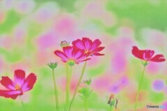 アートな秋桜ー２