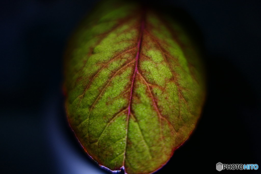 Leafー２