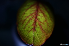 Leafー２