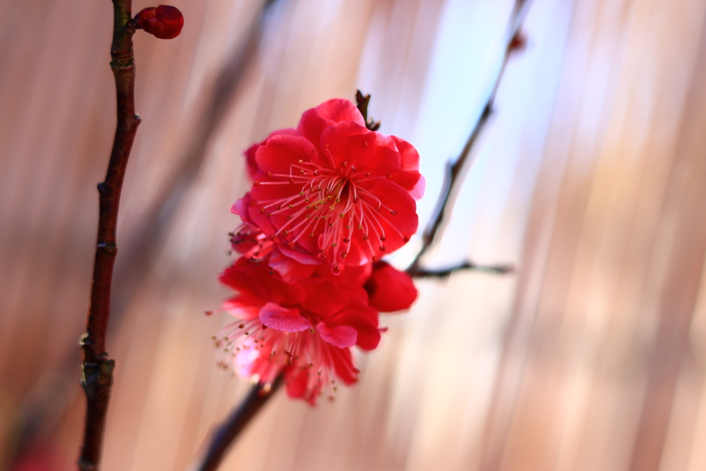 菅原天満宮盆梅展ー１