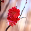 菅原天満宮盆梅展ー１