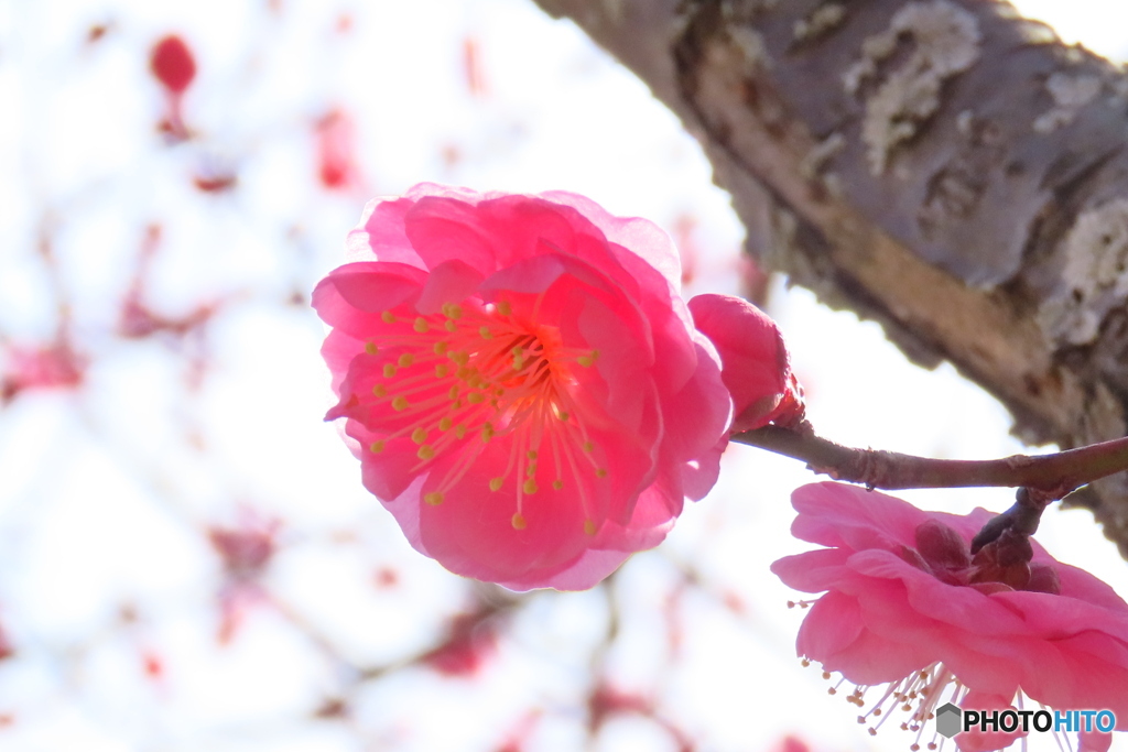 春よ来いー１