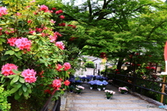華の寺　１７　石楠花