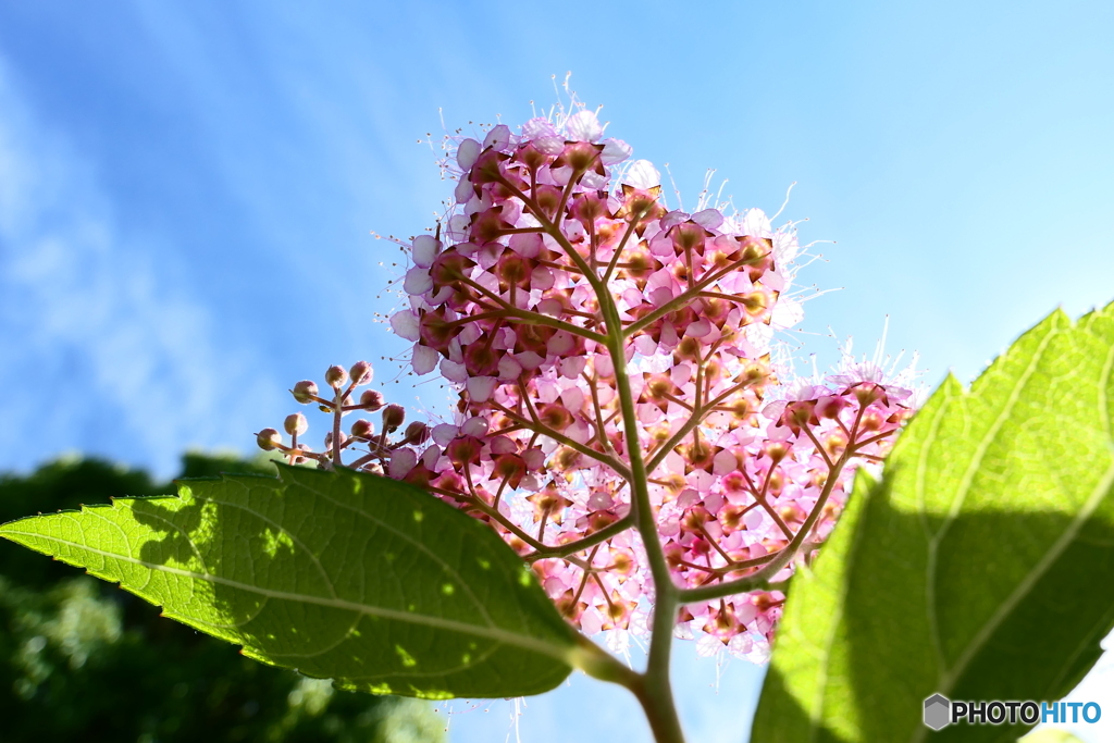 Q. 何の花でしょう？