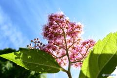 Q. 何の花でしょう？