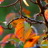 桜紅葉彩－１