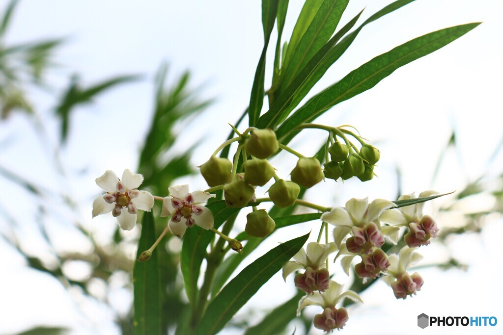 フウセントウワタの花
