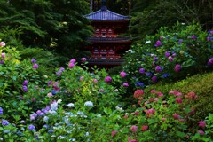 岩船寺の紫陽花　１