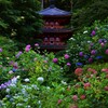 岩船寺の紫陽花　１