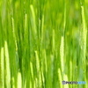 麦畑青し
