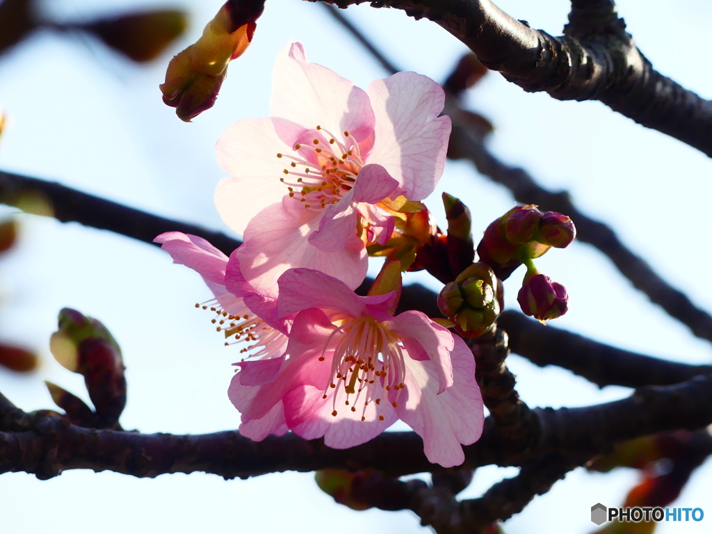 河津桜がチラホラー２
