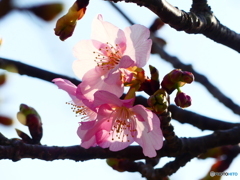 河津桜がチラホラー２