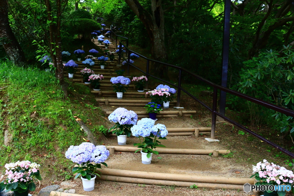華の寺　１５　紫陽花