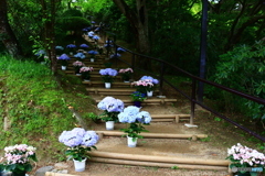 華の寺　１５　紫陽花