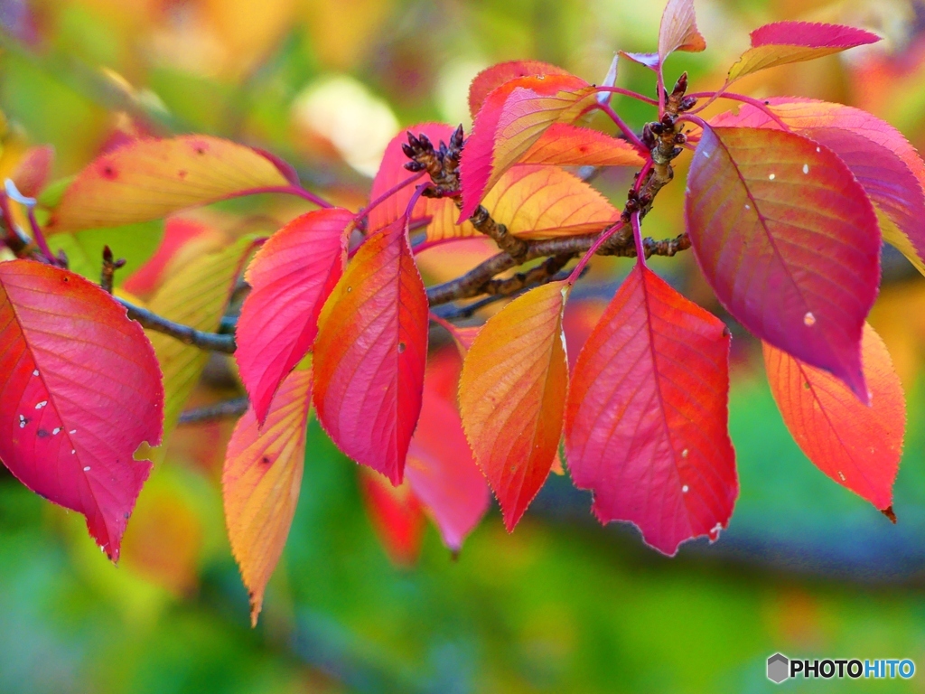 桜の紅葉