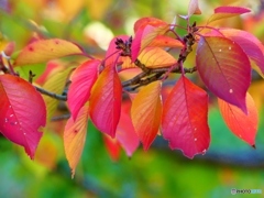 桜の紅葉