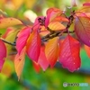 桜の紅葉
