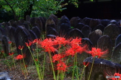 石仏に彼岸花