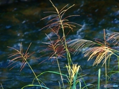 土手の草と川の流れ