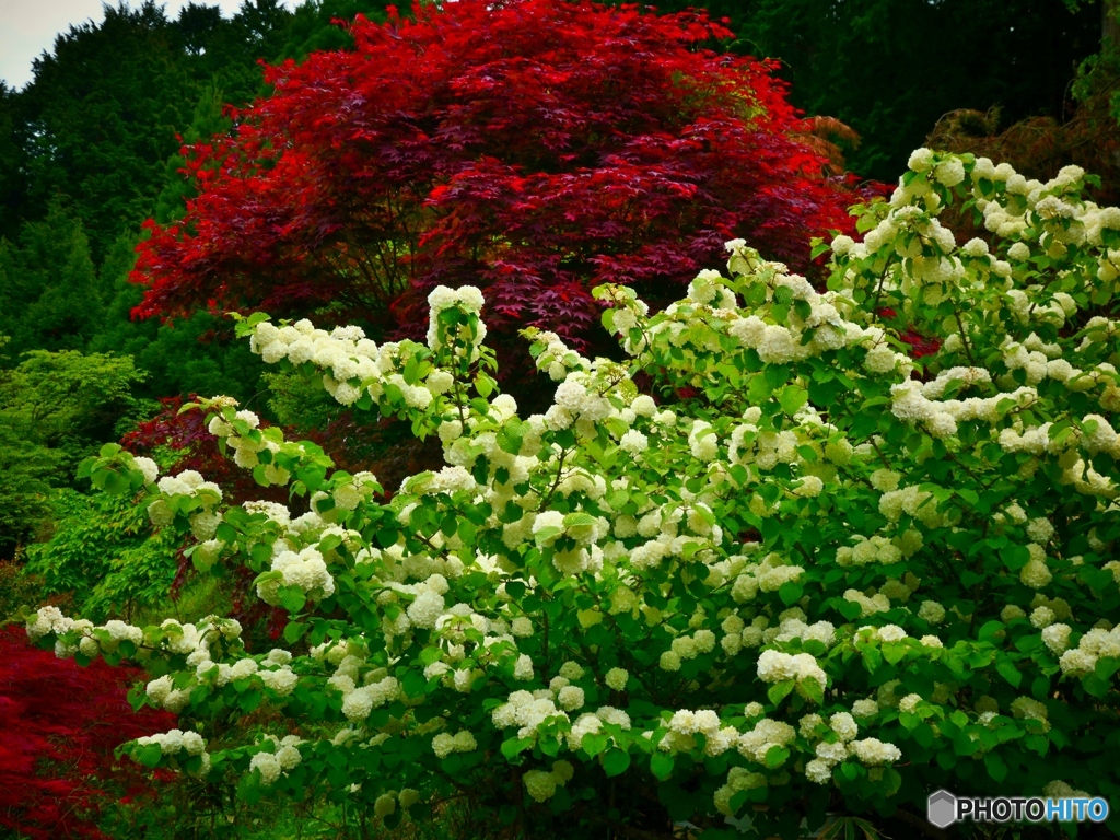 小手毬と濃紫紅葉（ノムラモミジ）