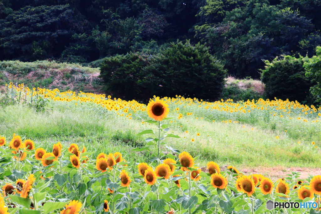 背高のっぽ君