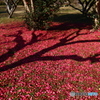 山茶花落花