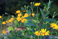 キクイモの花