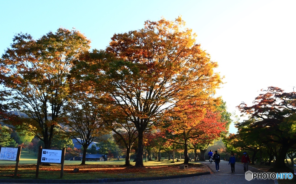 奈良公園の朝　１