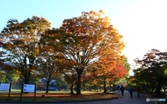 奈良公園の朝　１