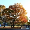 奈良公園の朝　１
