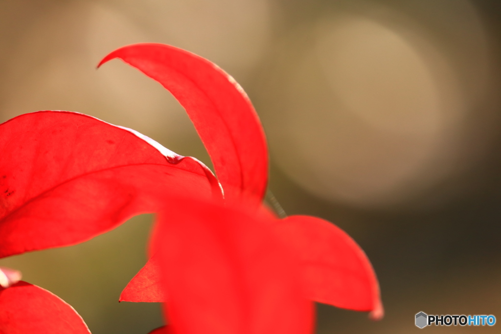 師走の紅葉