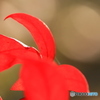 師走の紅葉