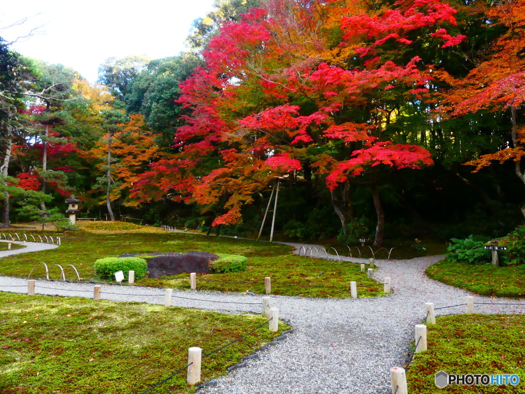苔庭の紅葉