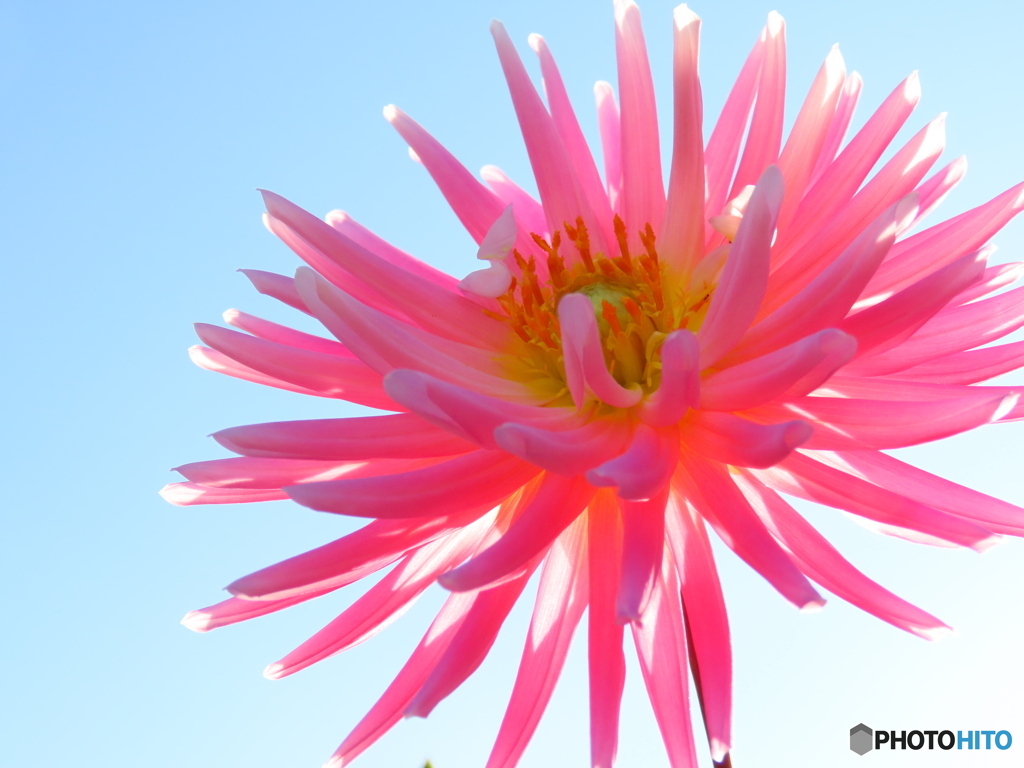 この花もダリアですー１