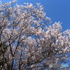 桜咲け！